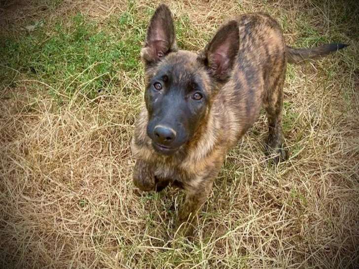 À vendre, 3 chiots Berger Hollandais (LOF)