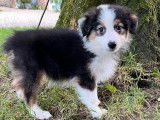1 chiot femelle Berger Australien à vendre (LOF)