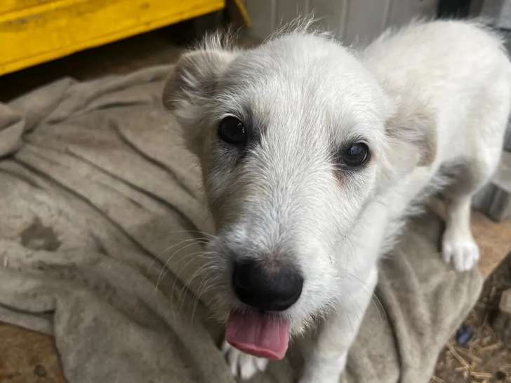 Chiot mâle blanc en attente d’une famille