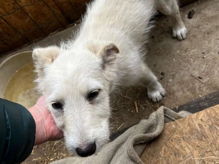 Chiot femelle blanc prêt pour l’adoption