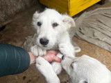 Chiot femelle blanc prêt pour l’adoption