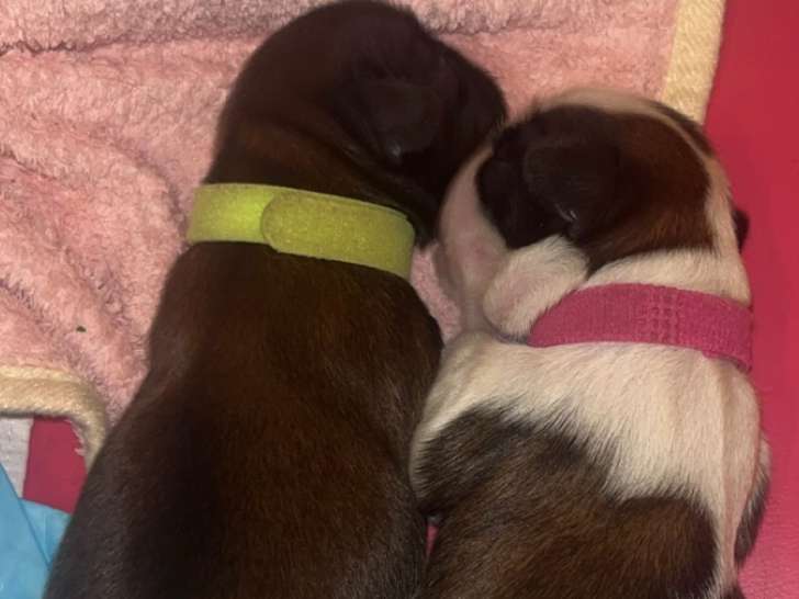Chiots de race Shih Tzu à vendre (4 mâles)