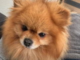 Magnifique Spitz Nain LOF de 3 ans disponible pour saillie