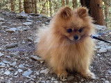 Magnifique Spitz Nain LOF de 3 ans disponible pour saillie