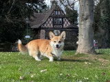 Mâle Corgi Welsh Pembroke de 2 ans disponible pour saillie