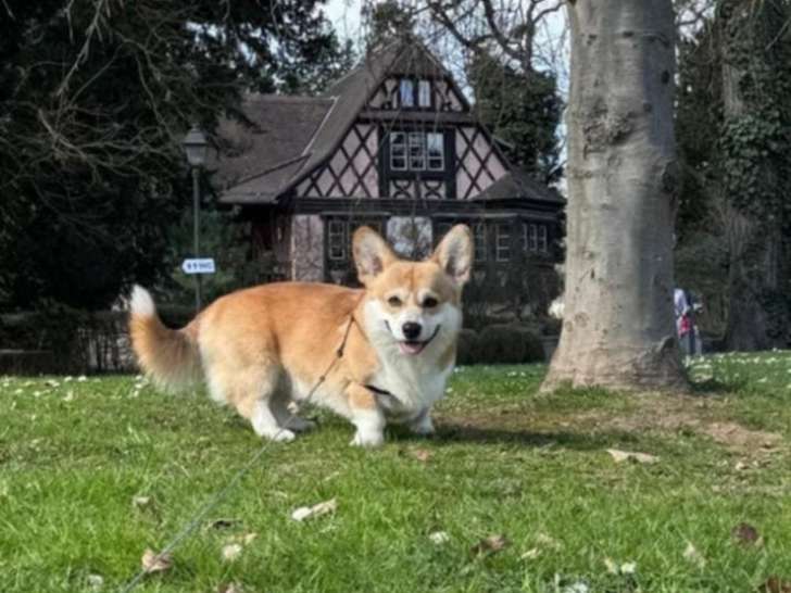 Mâle Corgi Welsh Pembroke de 2 ans disponible pour saillie