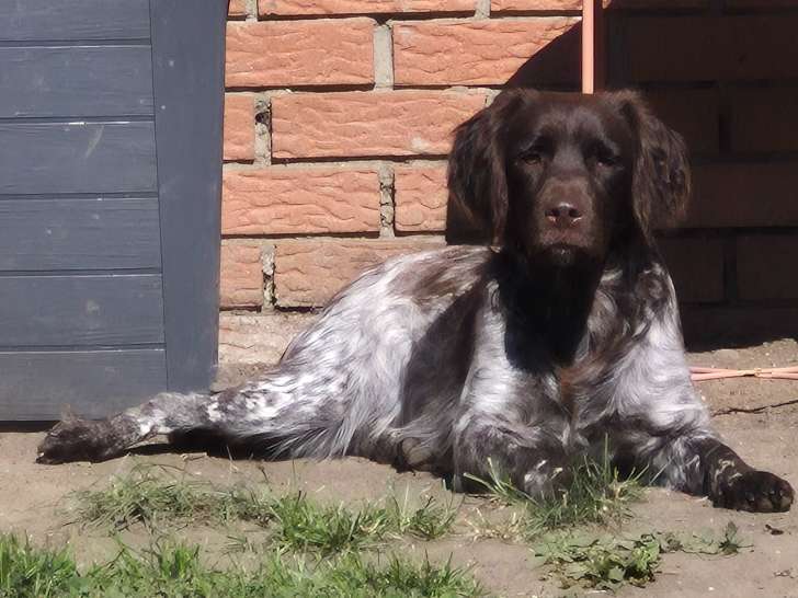 Femelle Petit Épagneul de Münster disponible pour saillie