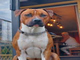Mâle American Staffordshire croisé Pitbull disponible pour saillie