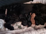 Chiots de type Labradoodle à vendre (5 mâles)