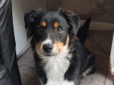 Chiot Berger Australien à vendre