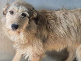 Chienne beige en attente d'adoption