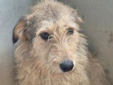 Chienne beige en attente d'adoption