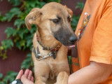 Chiot femelle marron disponible à l'adoption