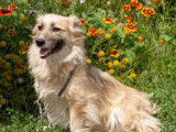 Chienne marron à adopter