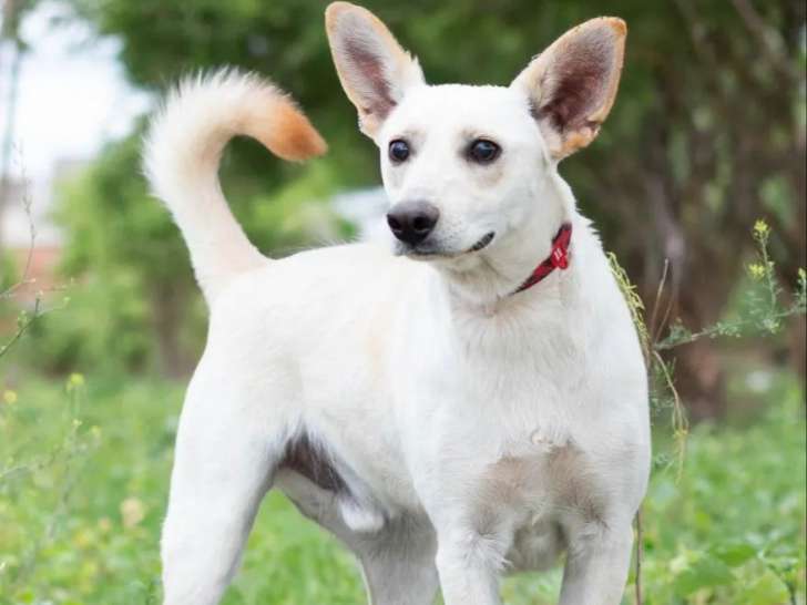 À la recherche d'une famille : chien de couleur blanche