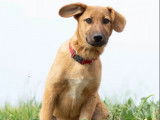 Adoption disponible : chiot femelle fauve