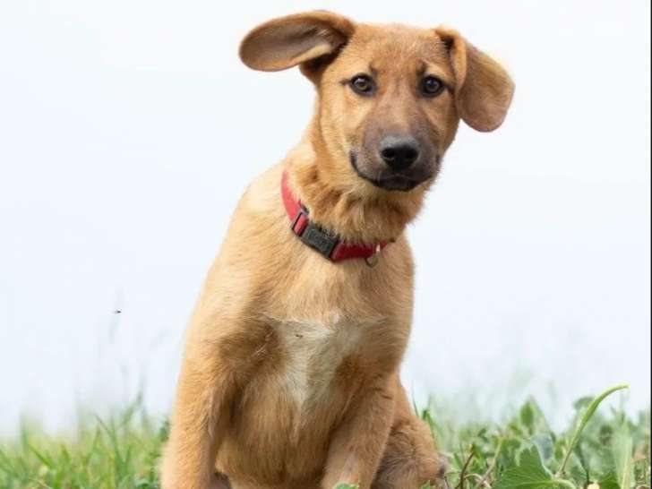 Adoption disponible : chiot femelle fauve
