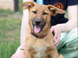 Adoption disponible : chiot femelle fauve