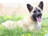 En quête d'un foyer : chiot femelle de 9 mois