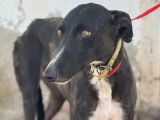 À accueillir : chienne Galgo de 5 ans