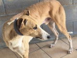 En attente d’un foyer : chien Galgo marron et blanc