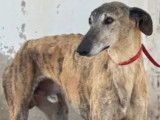 Prêt pour l’adoption : chien Galgo au pelage bringé