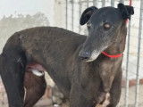 En attente d'adoption : chien Galgo de 4 ans