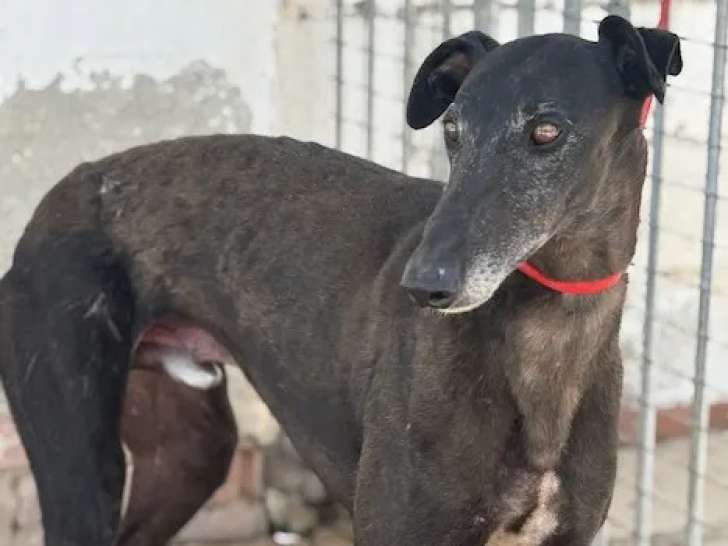 En attente d'adoption : chien Galgo de 4 ans
