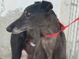 En attente d'adoption : chien Galgo de 4 ans