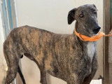 Disponible à l'adoption : chien Galgo bringé