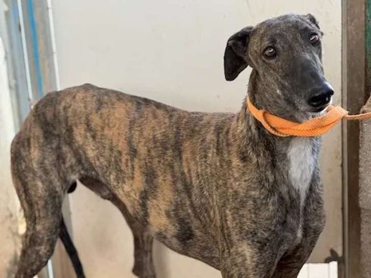Disponible à l'adoption : chien Galgo bringé