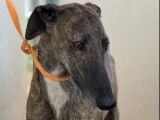 Disponible à l'adoption : chien Galgo bringé