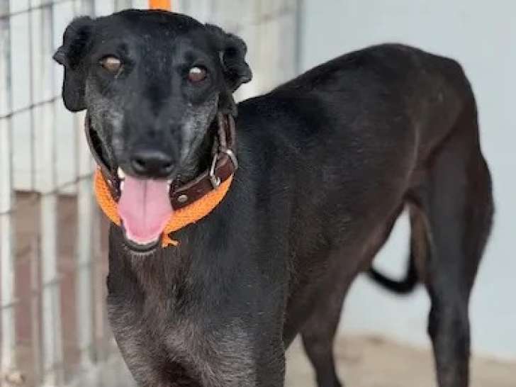 À adopter : chienne d'un an