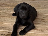Chiots Labrador noirs à vendre