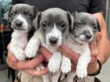 Chiots Jack Russel à vendre