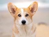 À réserver, chiots Welsh Corgi Pembroke (LOF)
