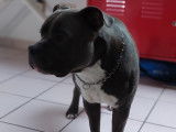 Mâle American Bully disponible pour saillie