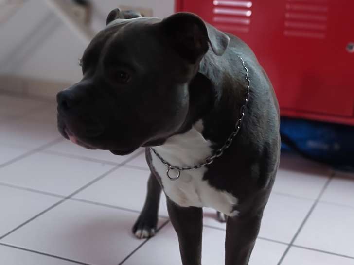 Mâle American Bully disponible pour saillie