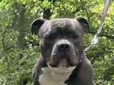 Mâle American Bully disponible pour saillie
