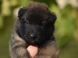 5 chiots Bergers Belges Tervueren à réserver (LOF)