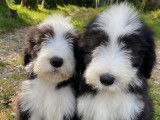 Chiots Bearded Collie à vendre