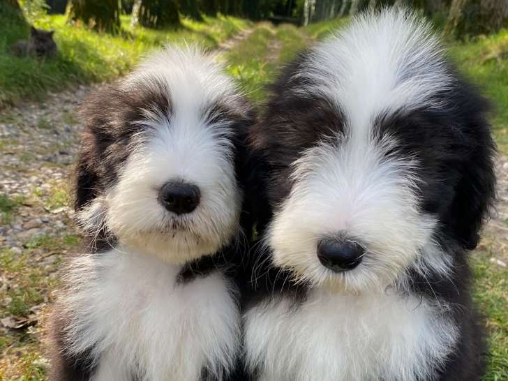 Chiots Bearded Collie à vendre