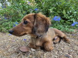 Adorable chiot de type Teckel à poils ras à vendre