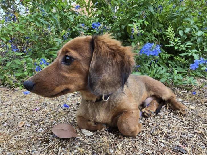 Adorable chiot de type Teckel à poils ras à vendre