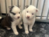 Chiots Pomsky F3 à réserver