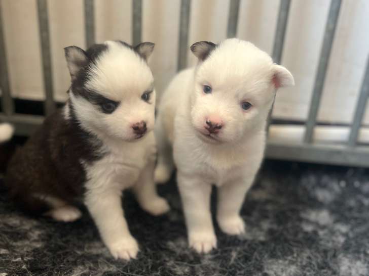 Chiots Pomsky F3 à réserver