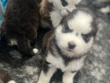 Chiots Pomsky F3 à réserver