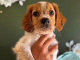 Chiots Épagneul Breton LOF en vente