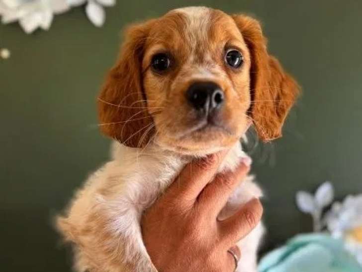 Chiots Épagneul Breton LOF en vente