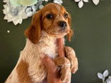 Chiots Épagneul Breton LOF en vente